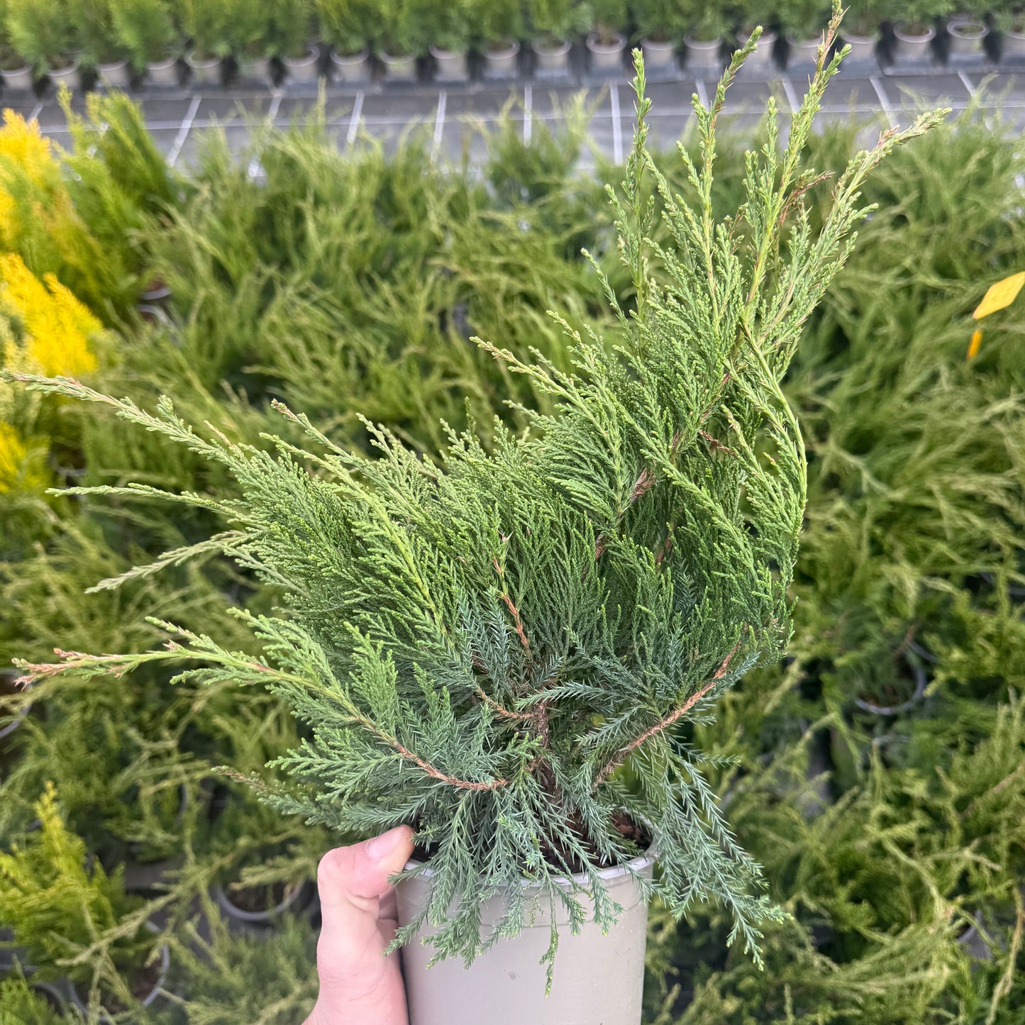 Juniperus Mint Julep 1,5L