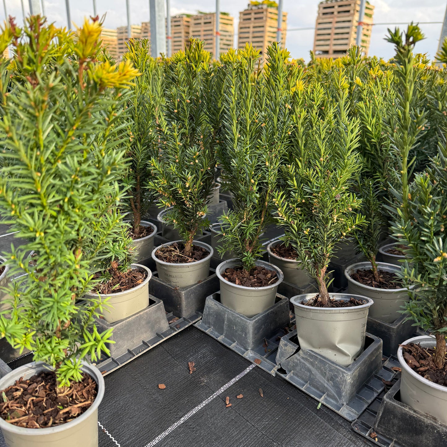 Taxus Media Hillii 1L