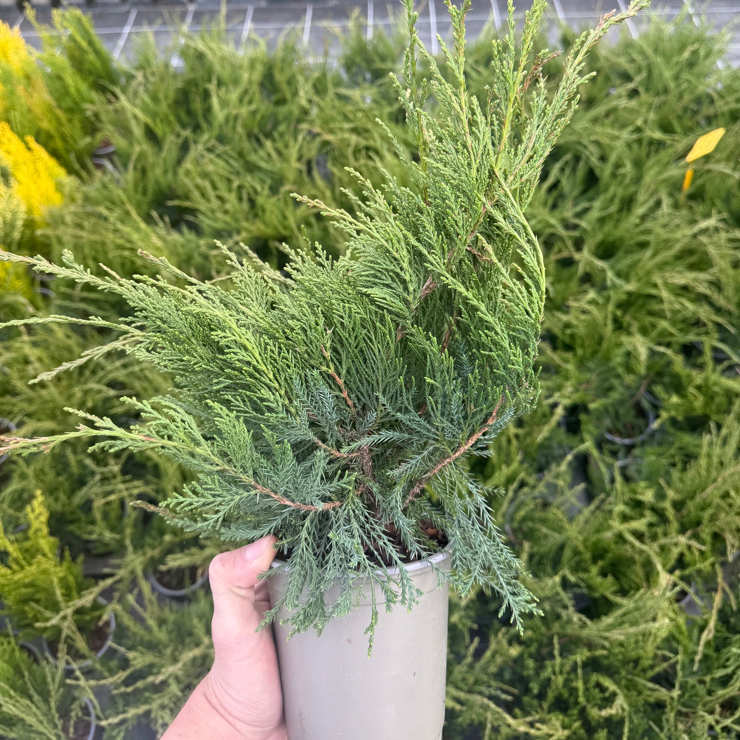 Juniperus Mint Julep 1,5L