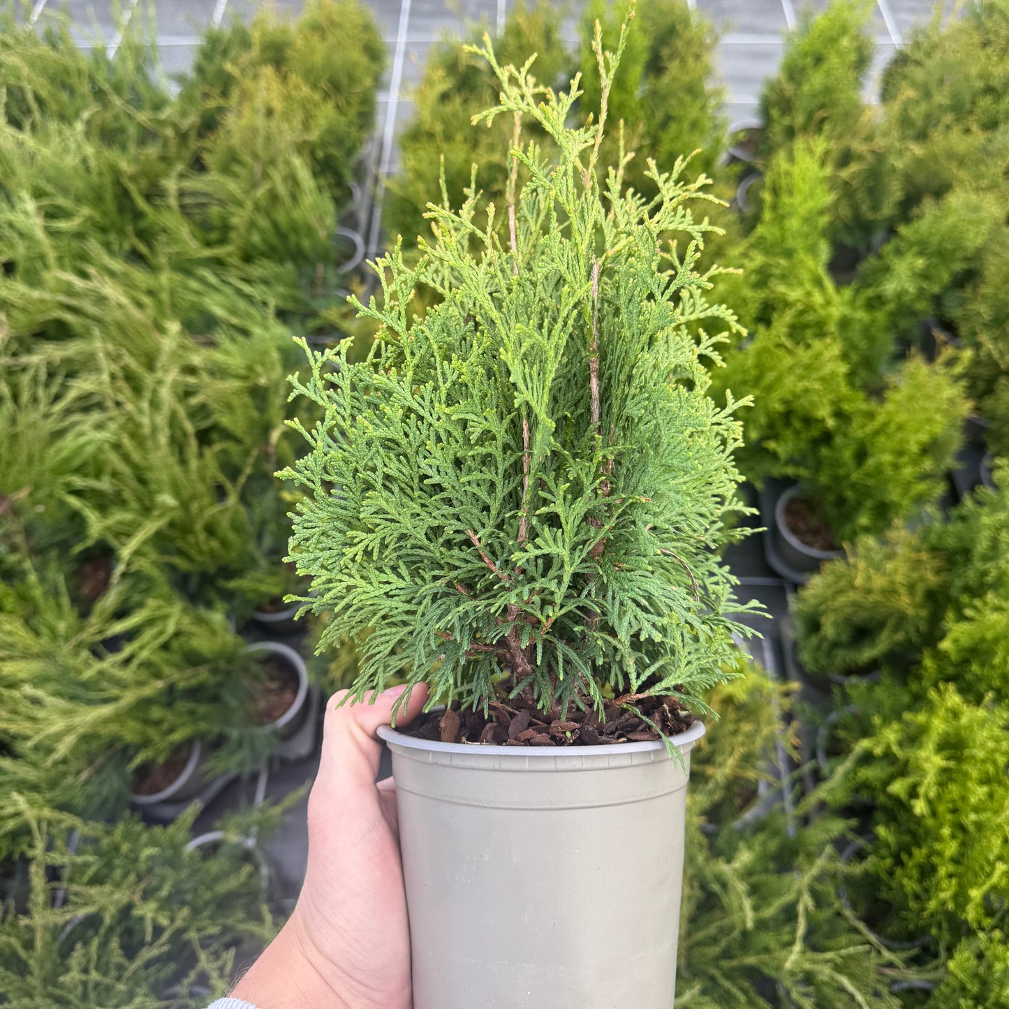Tuia Occidentalis Holmstrup 1,5L