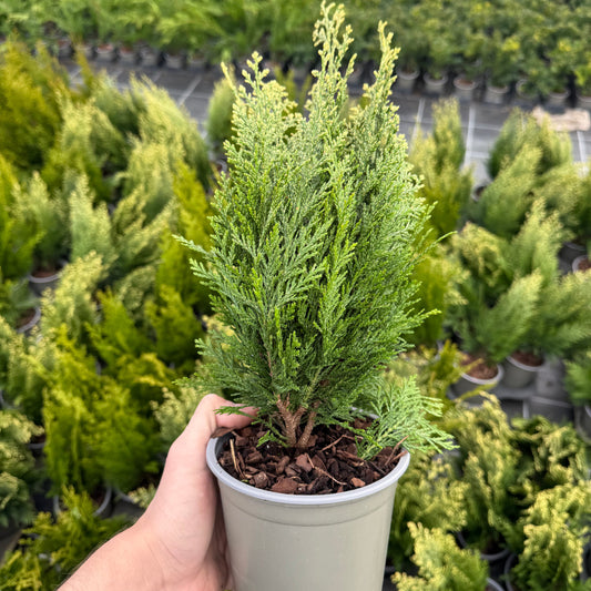 Tuia Chamaecyparis White Spot 1,5L