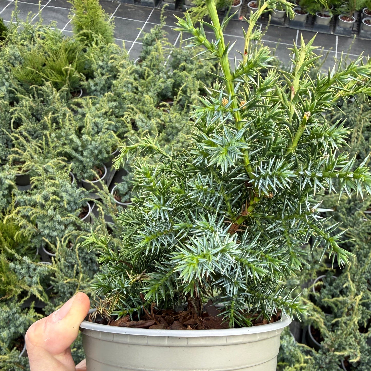 Juniperus Blue Alps 1,5L