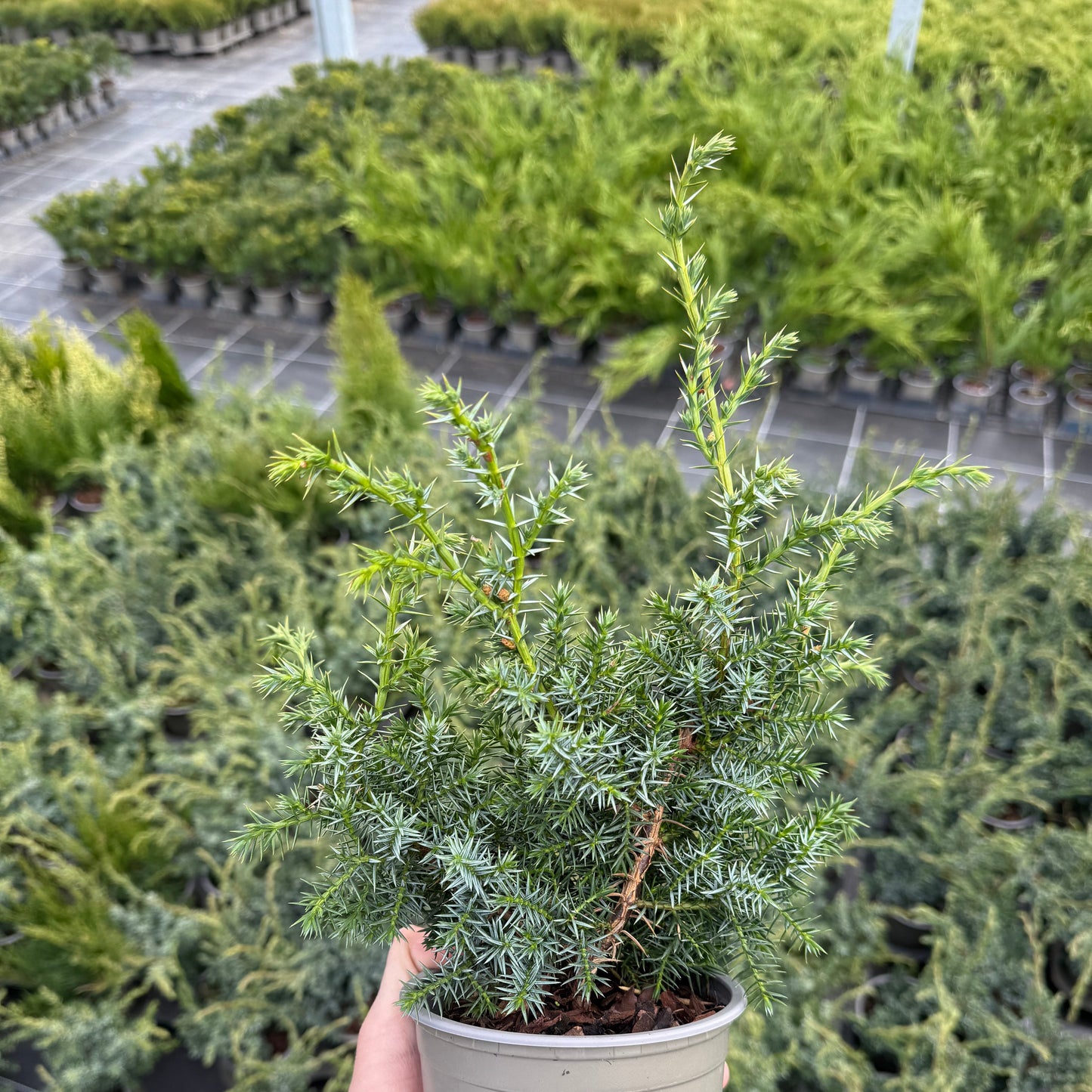 Juniperus Blue Alps 1,5L