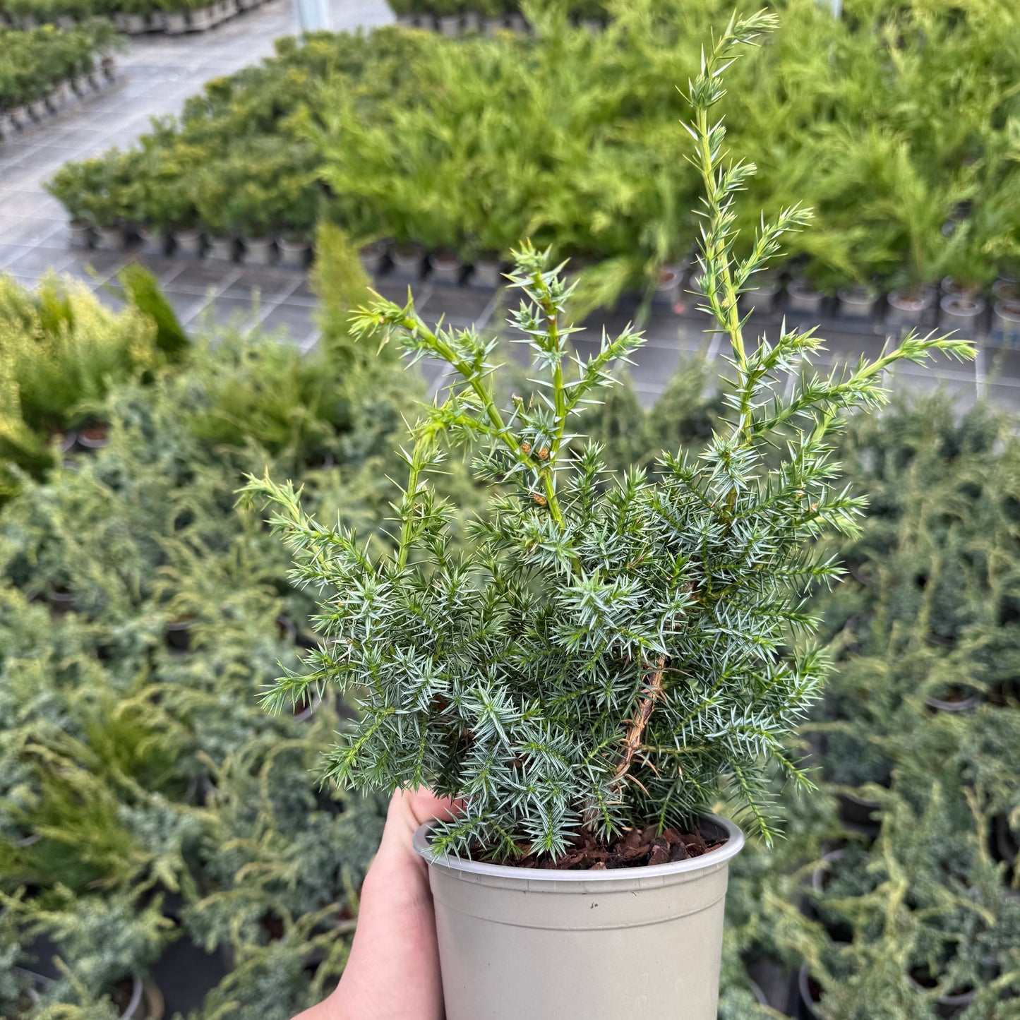 Juniperus Blue Alps 1,5L