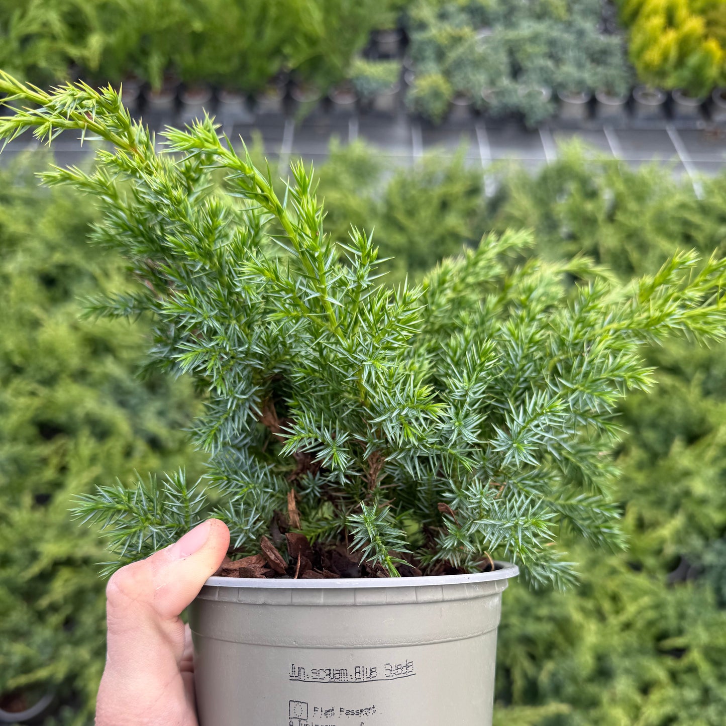 Juniperus Squamata Blue Swede 1,5L