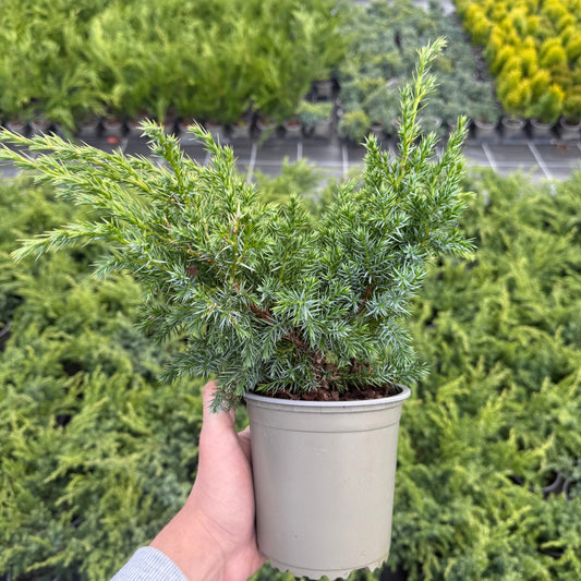 Juniperus Squamata Blue Swede 1,5L
