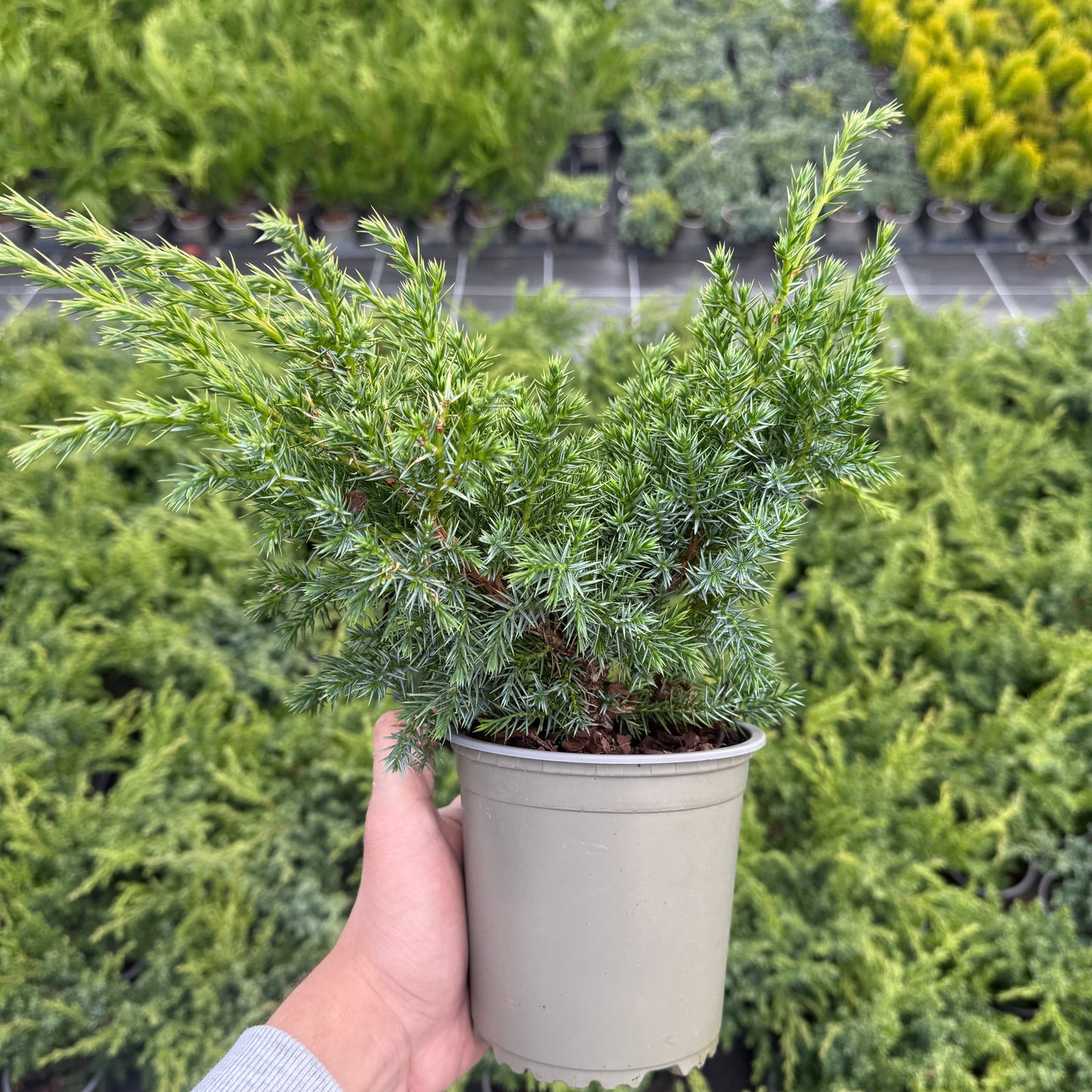 Juniperus Squamata Blue Swede 1,5L