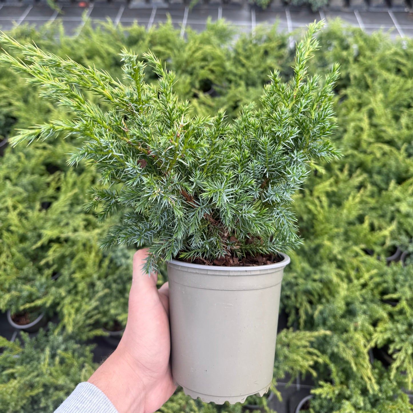 Juniperus Squamata Blue Swede 1,5L