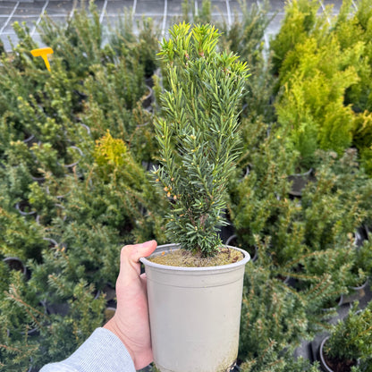 Taxus Media Hillii 1,5L
