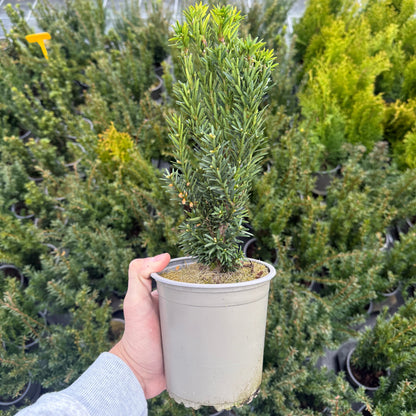 Taxus Media Hillii 1,5L