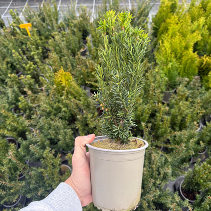 Taxus Media Hillii 1,5L
