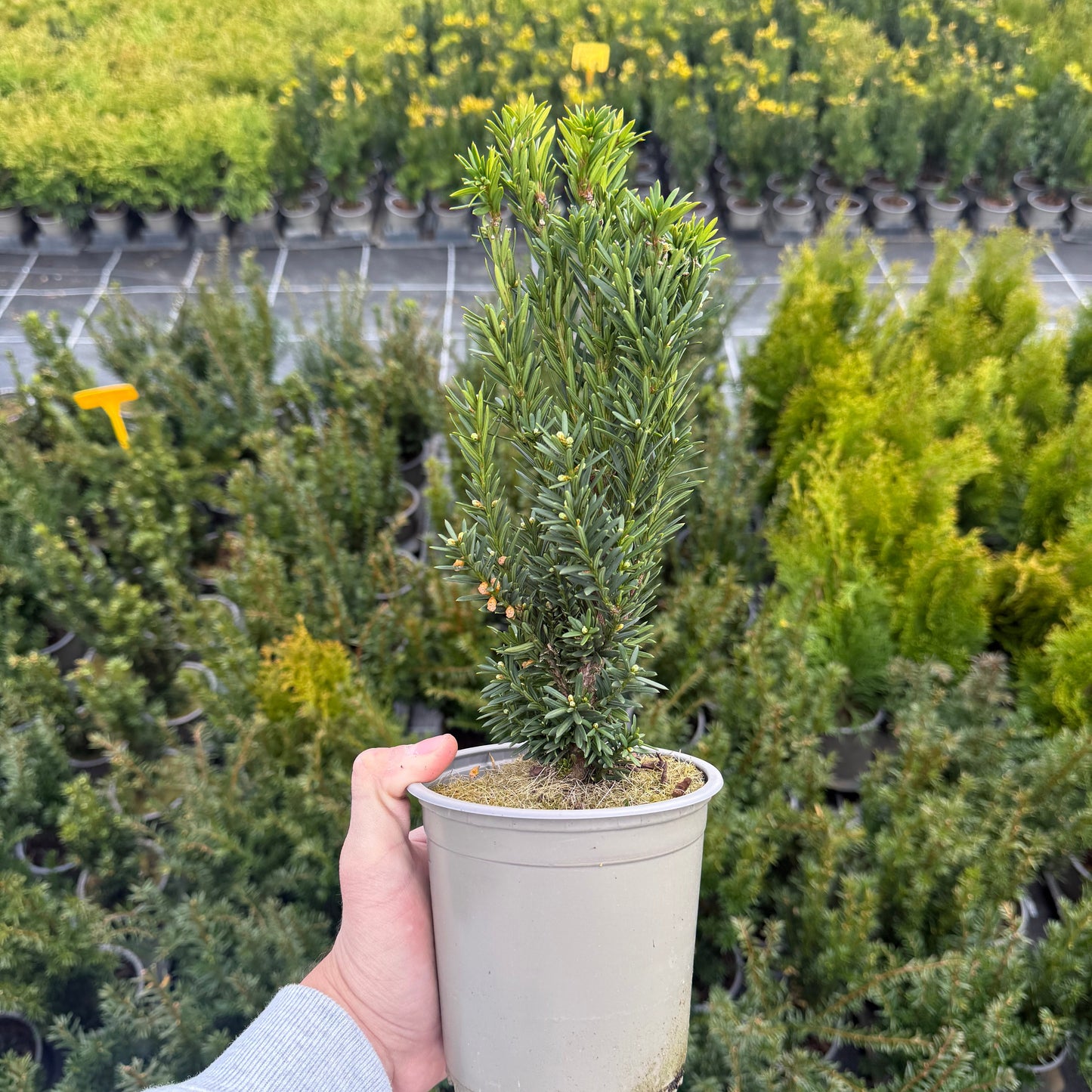 Taxus Media Hillii 1,5L
