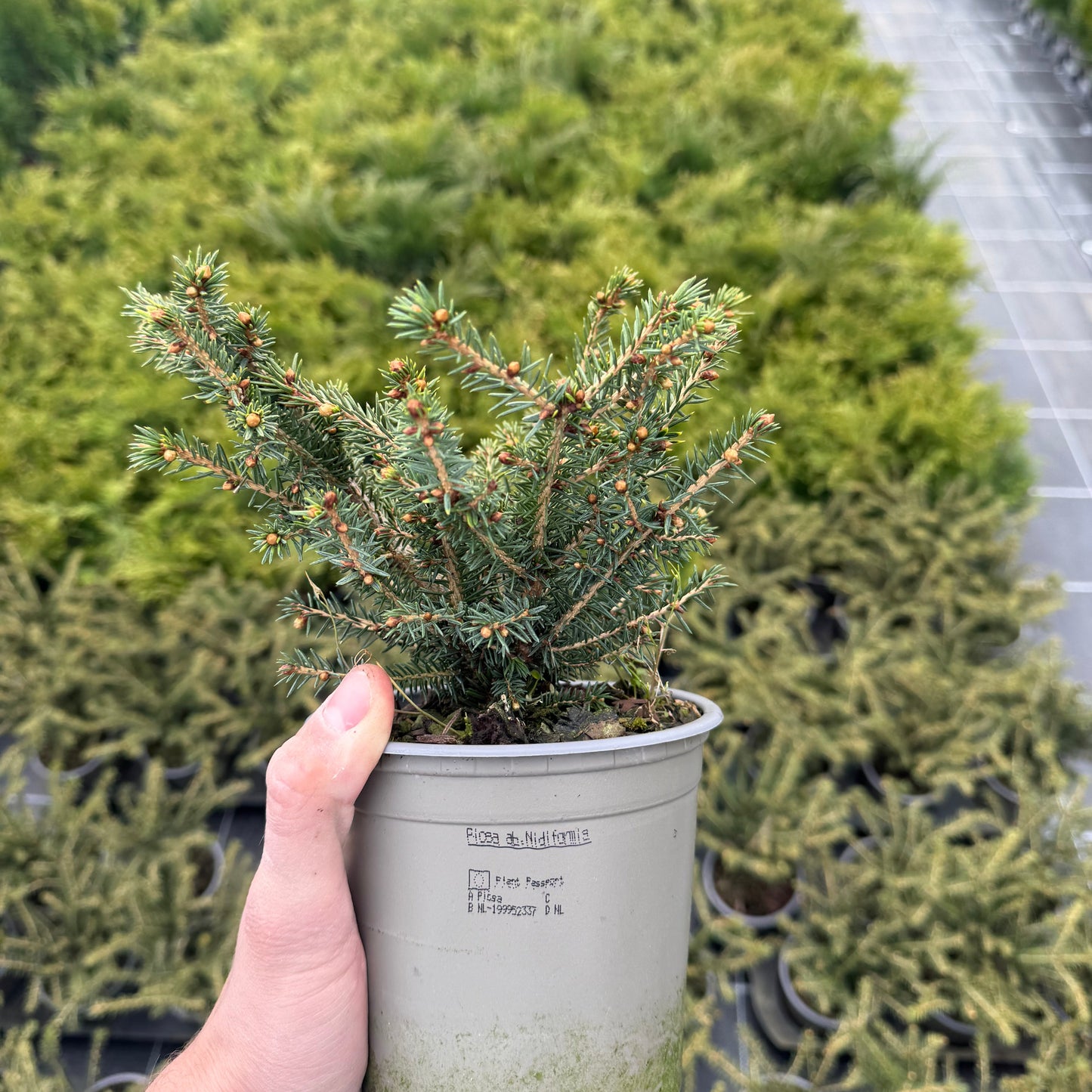 Picea Abies Nidiformis 1,5L