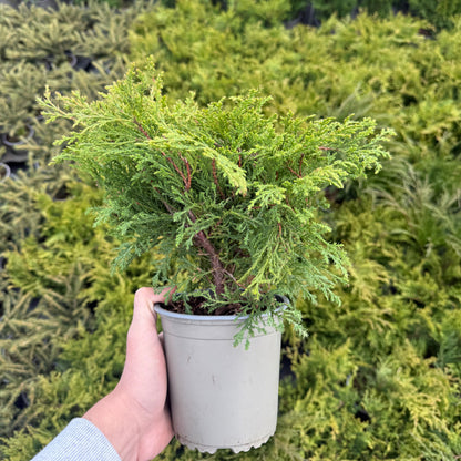 Microbiota decussata 1,5L