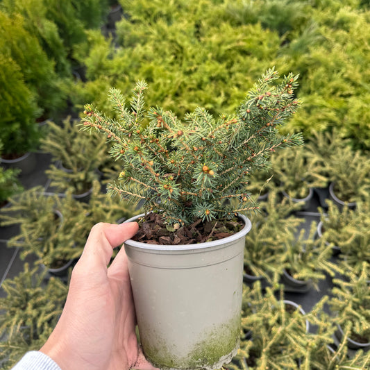 Picea Abies Nidiformis 1,5L