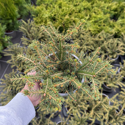 Picea Abies Nidiformis 1,5L