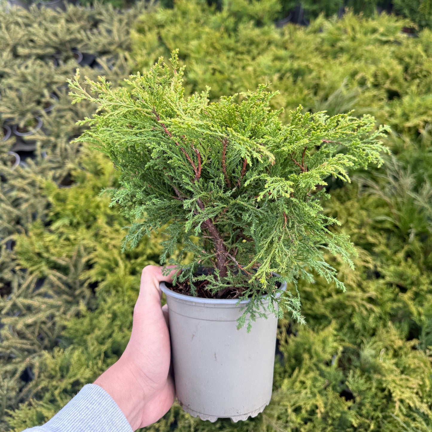 Microbiota decussata 1,5L