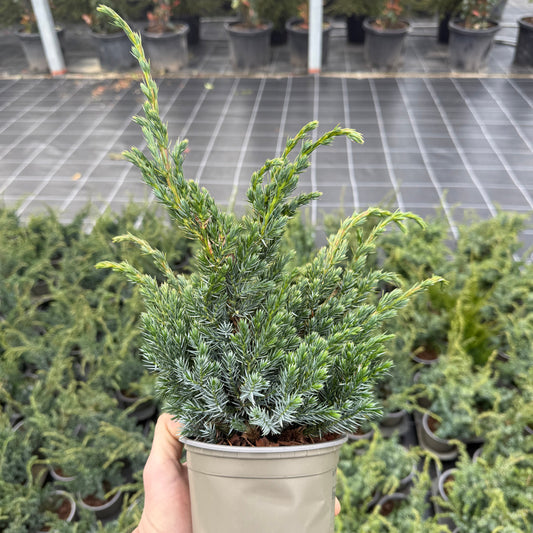 Juniperus Squamata Meyari 1,5L
