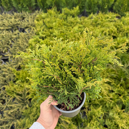 Microbiota decussata 1,5L