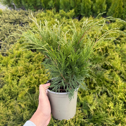 Juniperus Sabina 1,5L