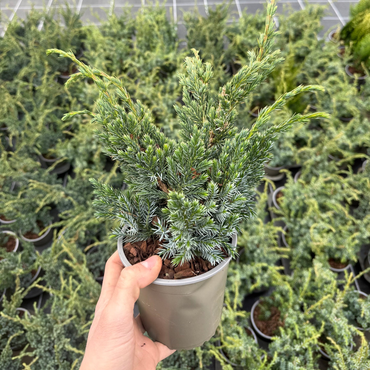 Juniperus Squamata Meyari 1,5L