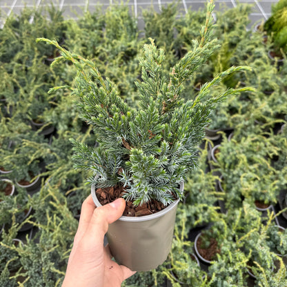 Juniperus Squamata Meyari 1,5L