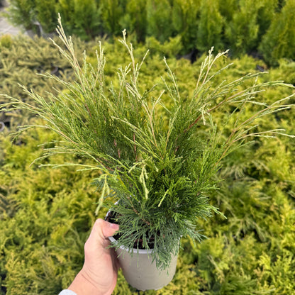 Juniperus Sabina 1,5L