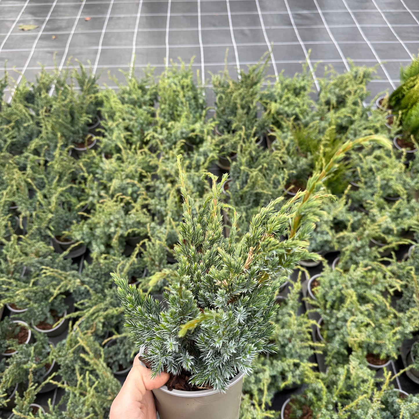 Juniperus Squamata Meyari 1,5L