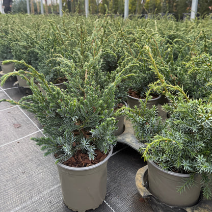 Juniperus Squamata Meyari 1,5L