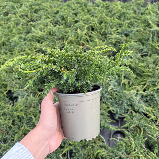 Juniperus Squamata Blue Carpet 1,5L
