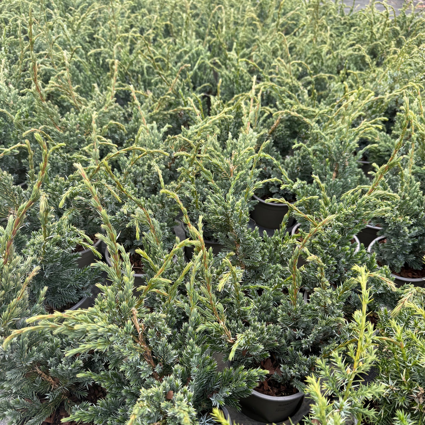 Juniperus Squamata Meyari 1,5L