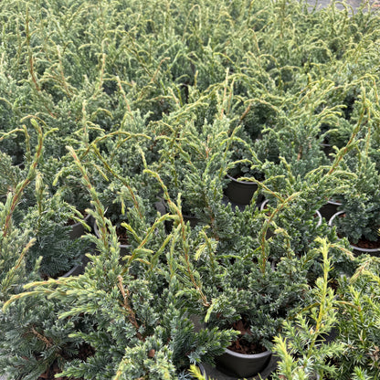 Juniperus Squamata Meyari 1,5L