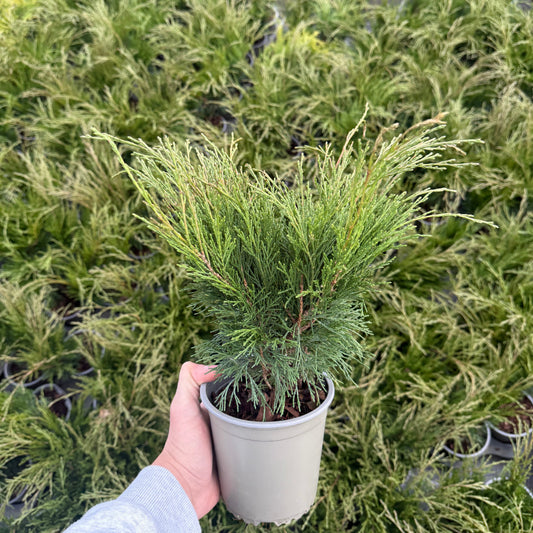 Juniperus Sabina 1,5L