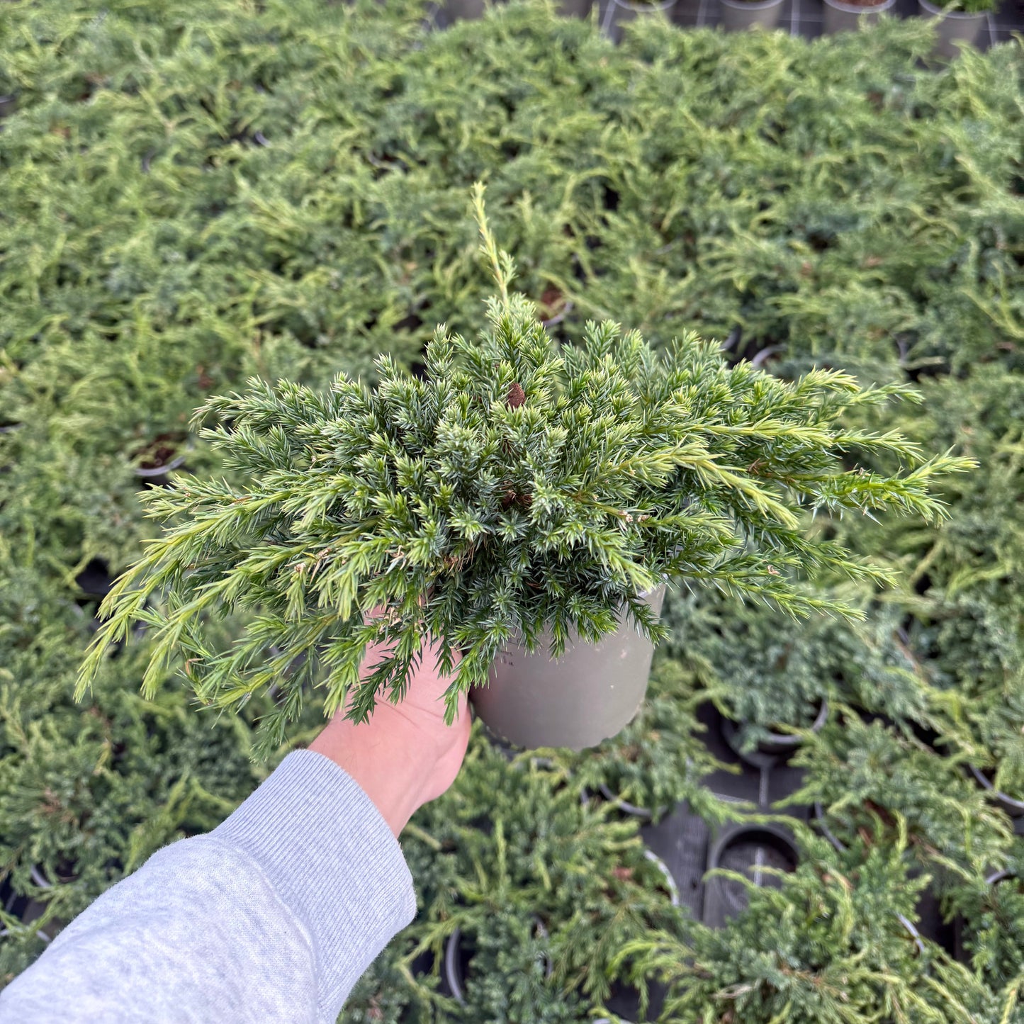 Juniperus Squamata Blue Carpet 1,5L