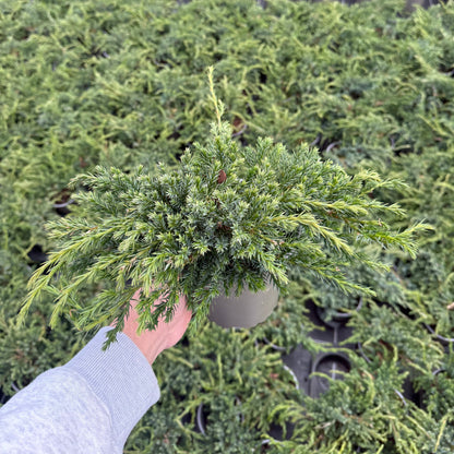 Juniperus Squamata Blue Carpet 1,5L