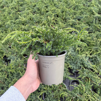 Juniperus Squamata Blue Carpet 1,5L