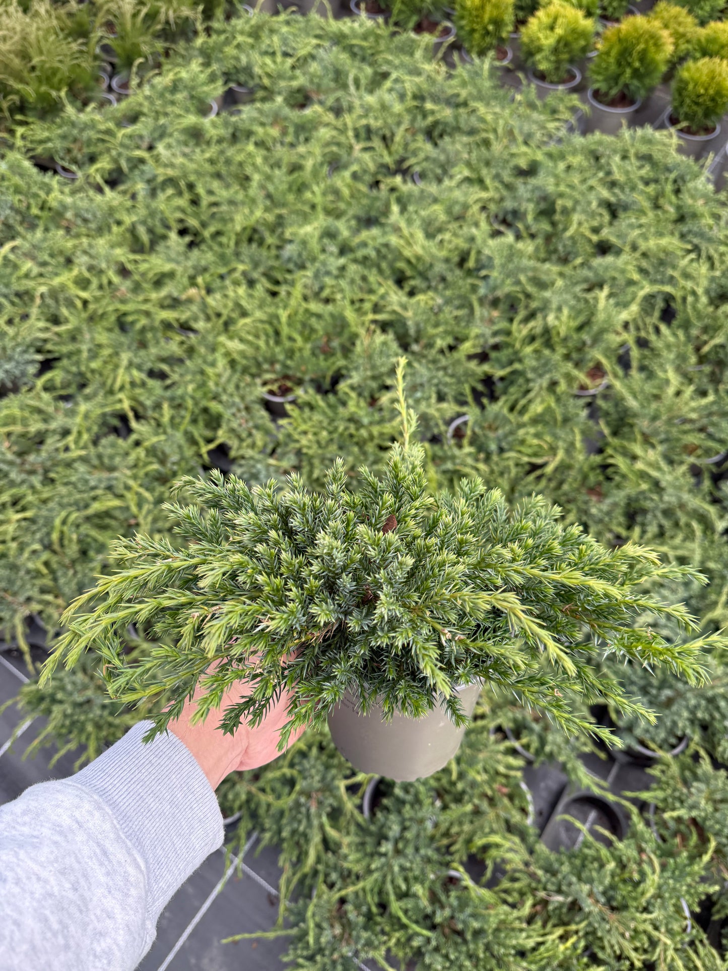 Juniperus Squamata Blue Carpet 1,5L