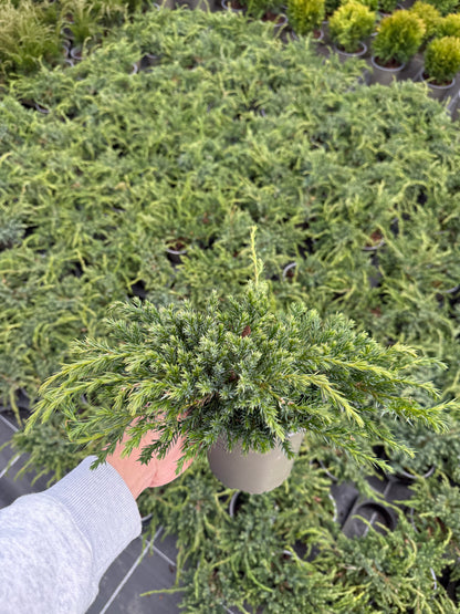 Juniperus Squamata Blue Carpet 1,5L