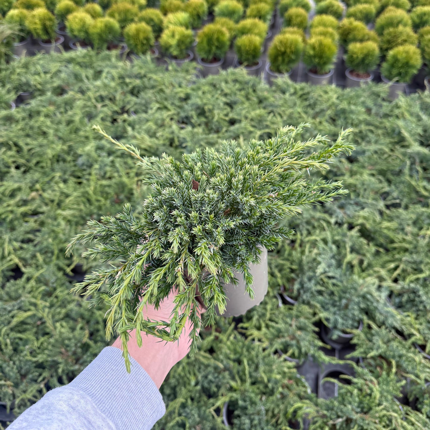 Juniperus Squamata Blue Carpet 1,5L
