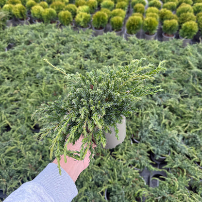 Juniperus Squamata Blue Carpet 1,5L