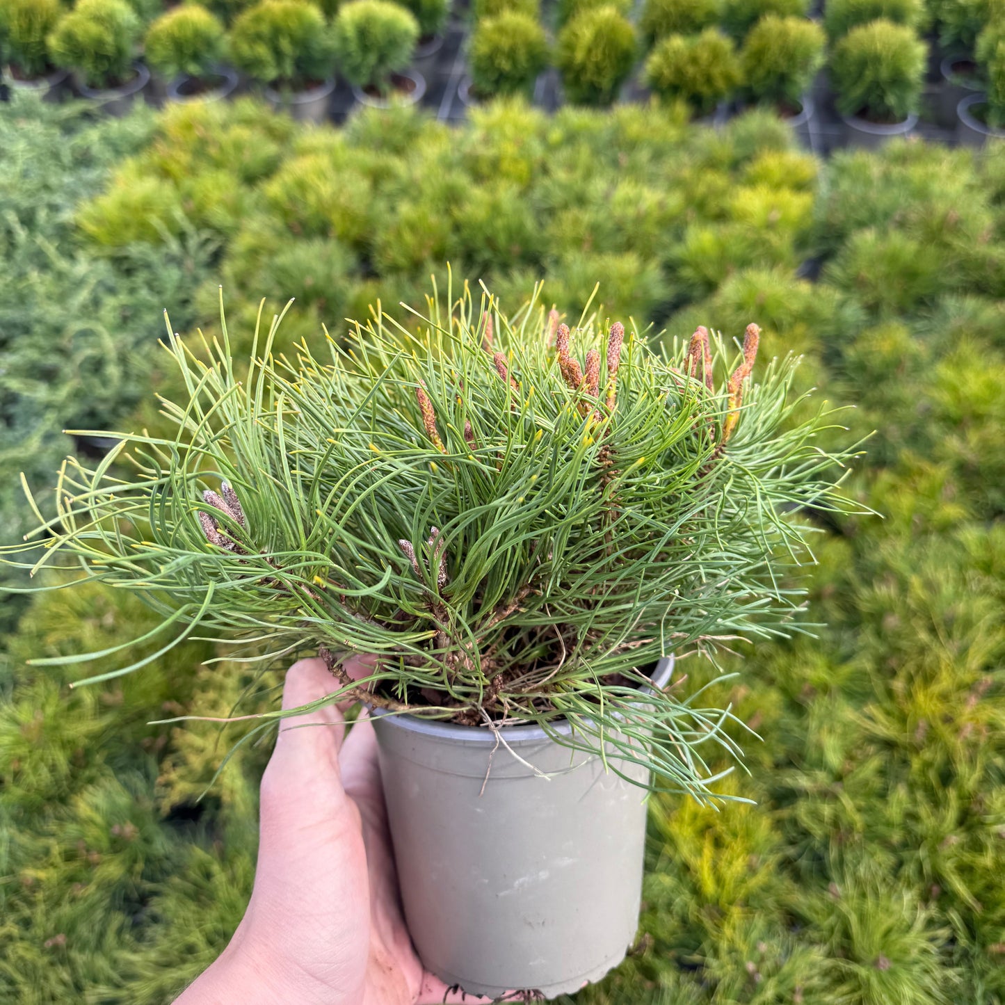 Pinus Mugo Mughus 1,5L