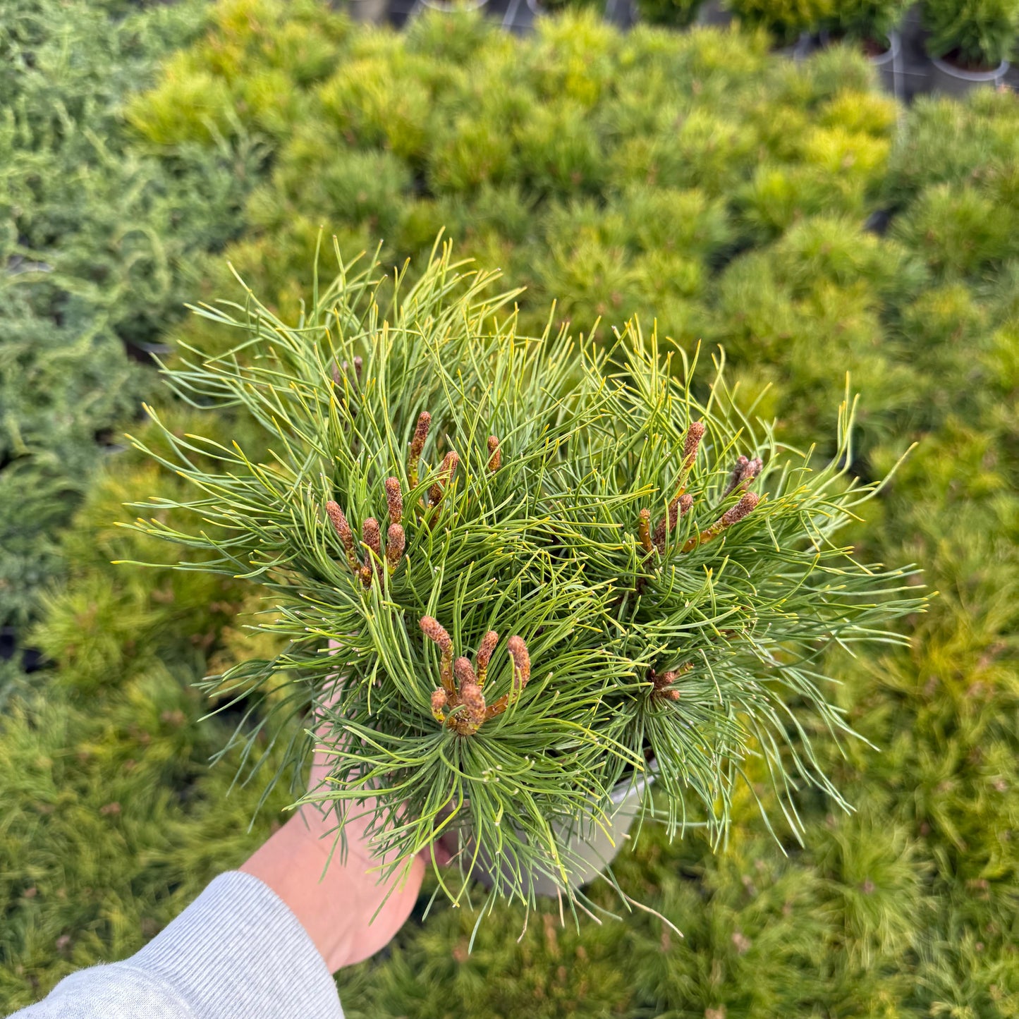 Pinus Mugo Mughus 1,5L