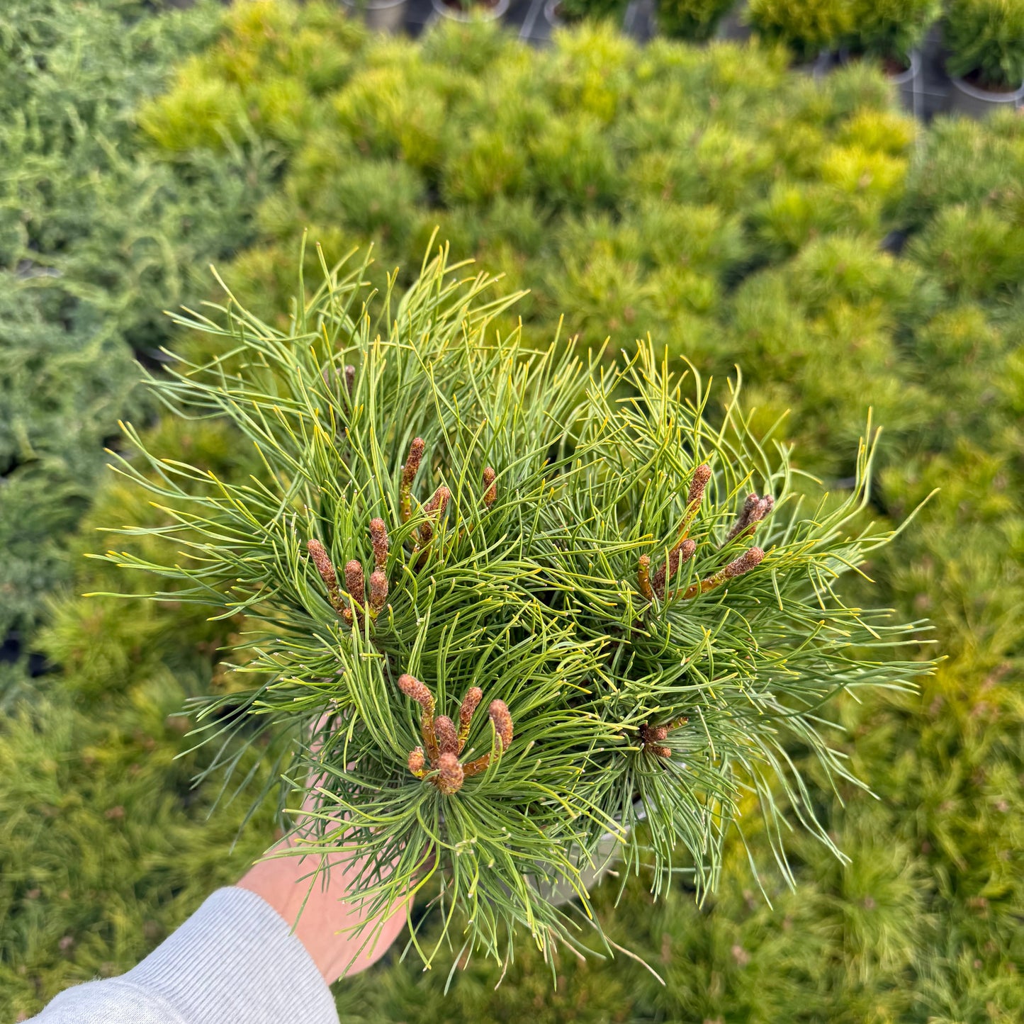 Pinus Mugo Mughus 1,5L