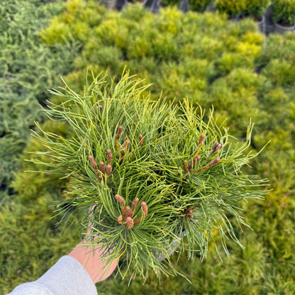 Pinus Mugo Mughus 1,5L