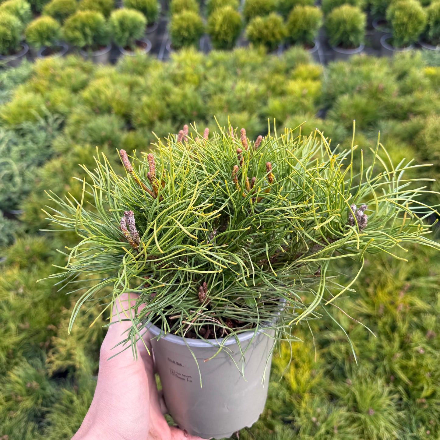 Pinus Mugo Mughus 1,5L
