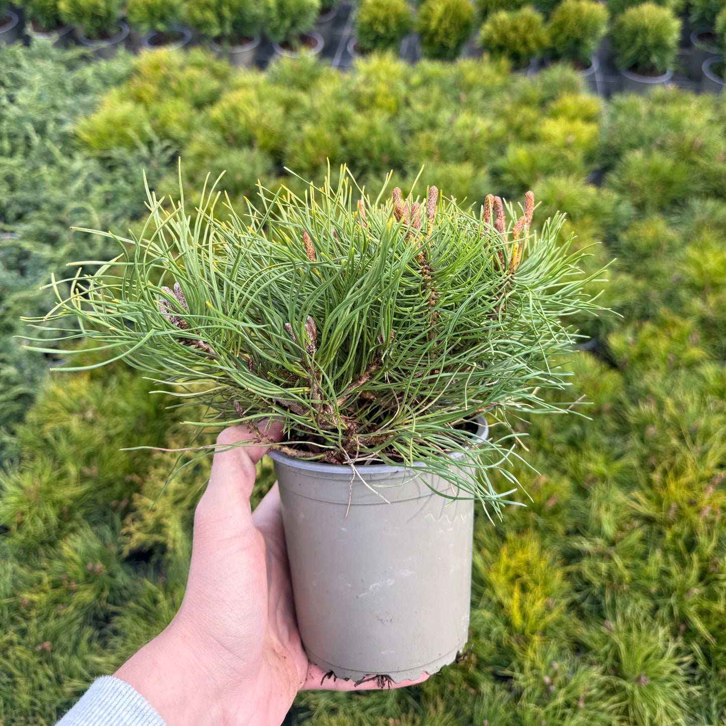 Pinus Mugo Mughus 1,5L