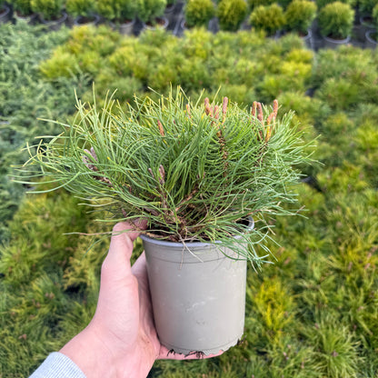Pinus Mugo Mughus 1,5L