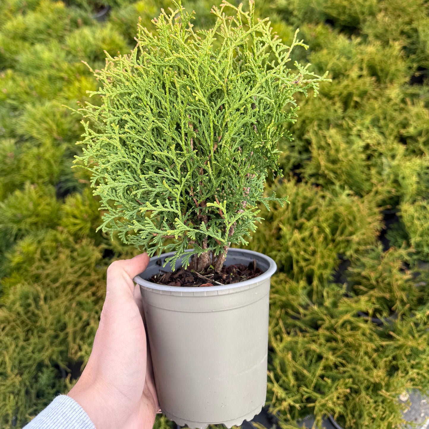 Tuia Occidentalis Tiny Tim 1,5L