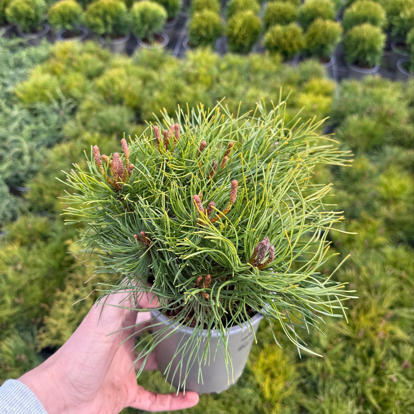 Pinus Mugo Mughus 1,5L