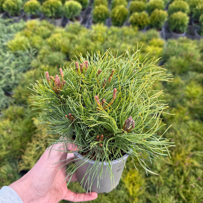 Pinus Mugo Mughus 1,5L